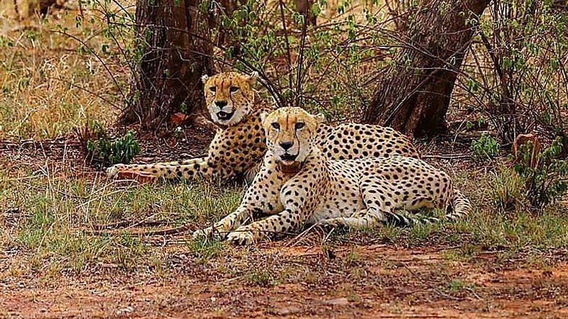 Bhopal News: Botswana Cheetahs To Be Kept In Separate Enclosures In Kuno National Park