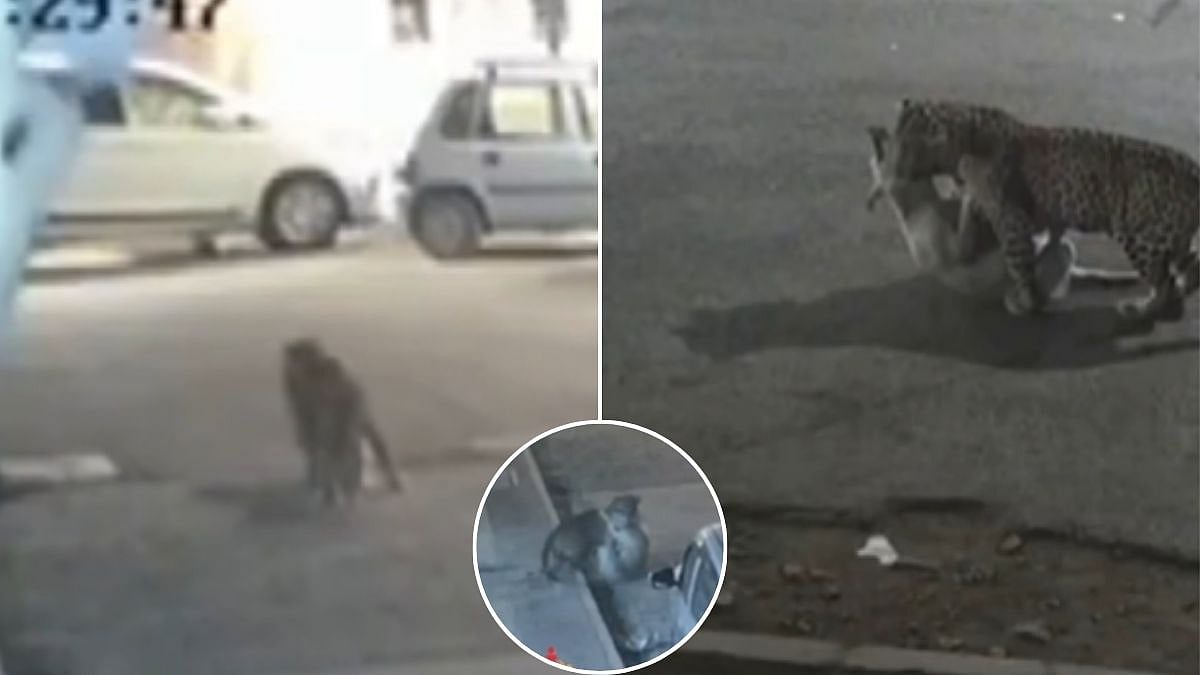 Mumbai Leopard Attack Caught On CCTV: Big Cat Enters Mulund Society, Drags Away Stray Dog Triggering Panic | VIDEO 