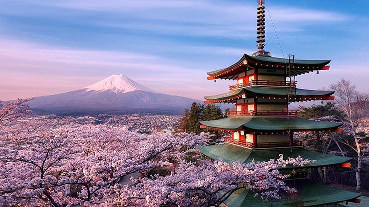 Japan's Iconic Mount Fuji Cherry Blossom Festival Has Been Canceled Because Of Unruly Tourists? Know What's Happening & Why 