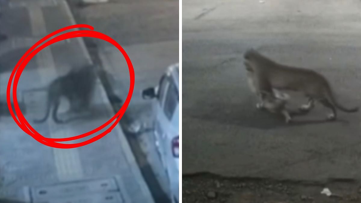 Mumbai Leopard Attack Video: CCTV Captures Big Cat Entering Mulund Society & Dragging Away Dog;...