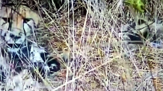 Bhopal News: Cheetah Aasha Gives Birth To Five Cubs At Kuno National Park  | FP Photo