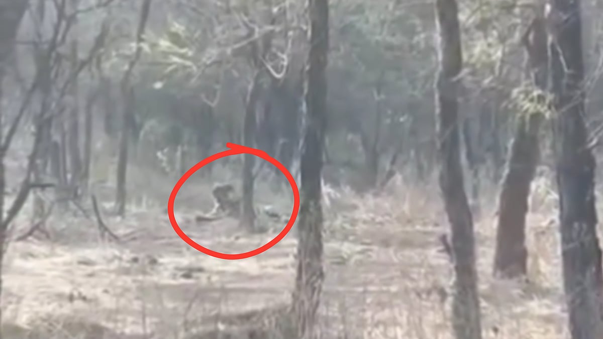 MP News: Tiger Strays From Ranthambore, Strikes King-Like Pose At Kuno National Park; Amazed...