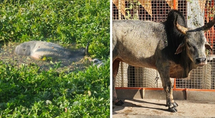 MP News: Bull Falls In Pea Soup In Chhatarpur; Rescued After 18-Hour Long Struggle, Locals Accuse...