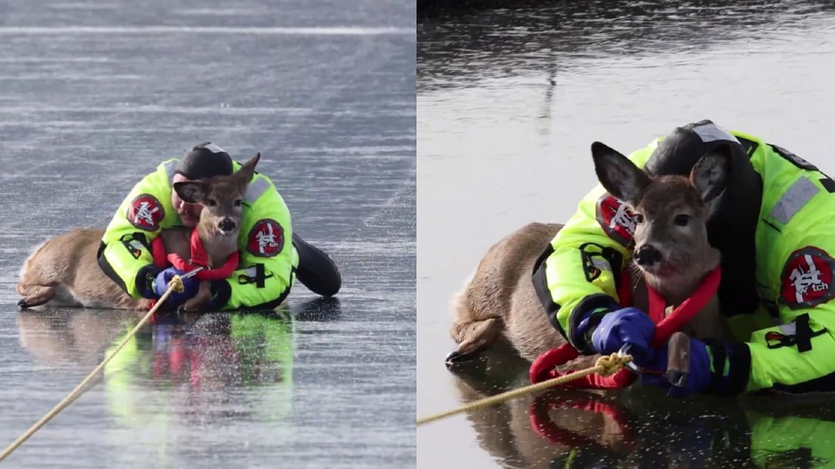Adorable! US Firefighter Risks Life To Rescue Deer Stuck On Frozen Washington Lake; Wins Hearts Online 