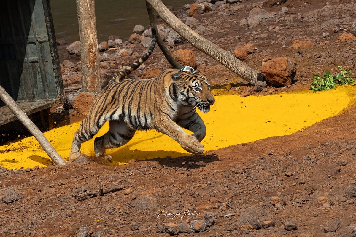 ‘Hirkani’ In Koyna Forest