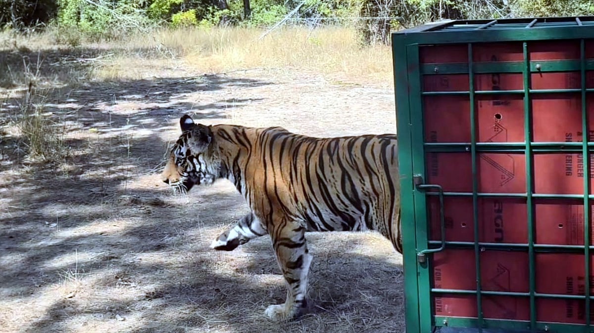 MP News: Tigress Found Unfit For Translocation Released In Open