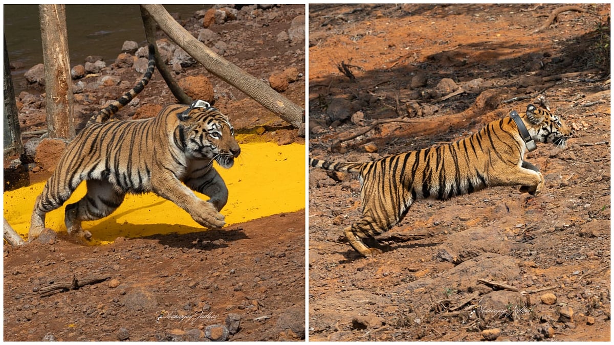 Third Tigress Added To Sahyadri Tiger Reserve: Pench Tigress Released As ‘Hirkani’ In Koyna...