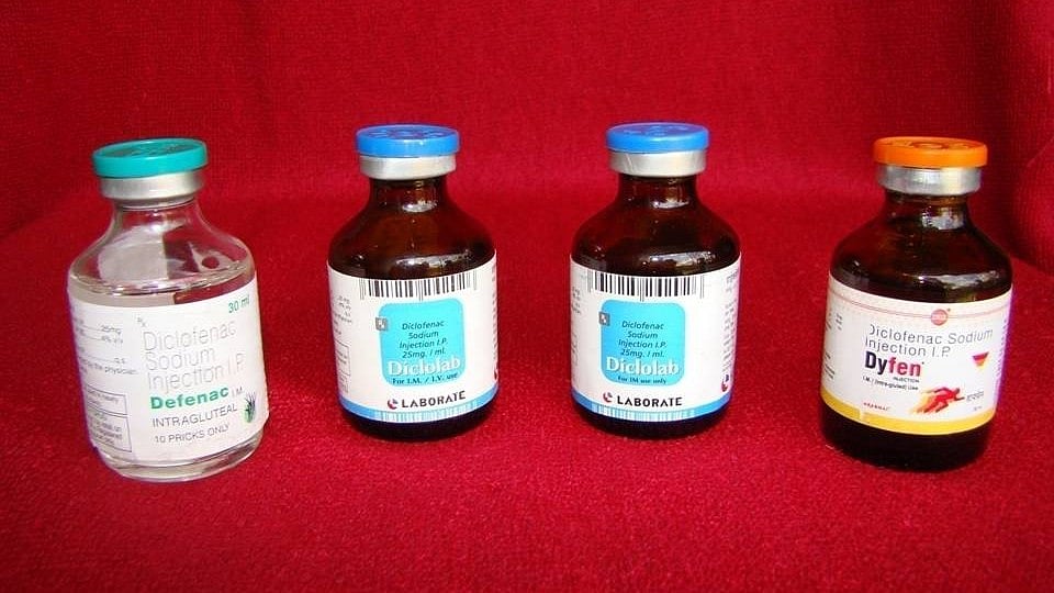 Haryana Intensifies Crackdown On Vulture-Killing Veterinary Drugs 