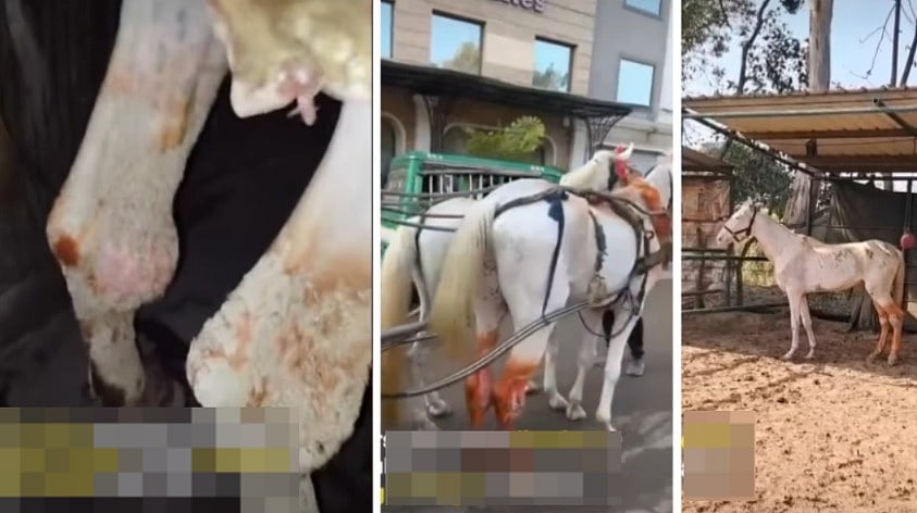 MP News: Limping Wedding Horse Forced To Pull Baraat Despite Severe Leg Injuries In Gwalior; Rescued...