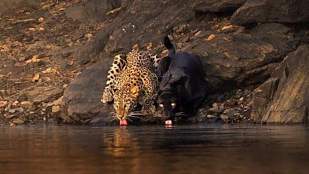 'Stunning Visuals': Black Panther & Leopard Spotted Drinking Water Side-By-Side At Karnataka’s Bhadra Tiger Reserve - Video 