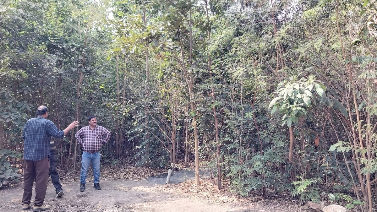 Indore News: A Forest Rises Where Classrooms Stand-- Engineering College Grows Over 8K Trees In 2...