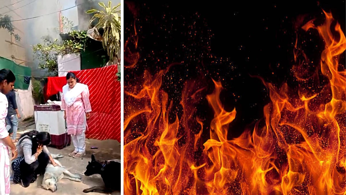 Bhopal News: Pet Dog Dies In Refrigerator Fire At Geetanjali Complex; Another Seen Grieving