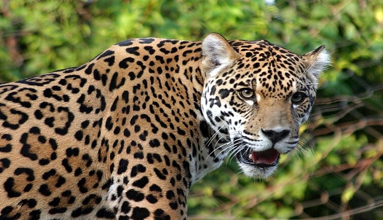Leopard Attacks Resume In Nashik District; Two injured In Niphad And Dindori talukas, Fear Among...