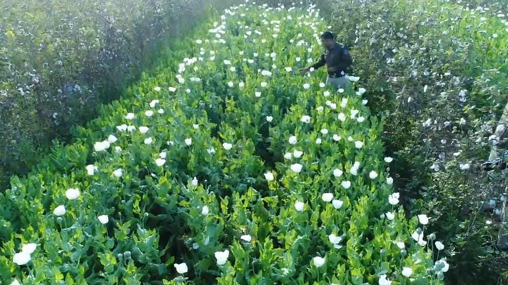MP News: Drone Surveillance Leads To Major Opium Seizure In Neemuch
