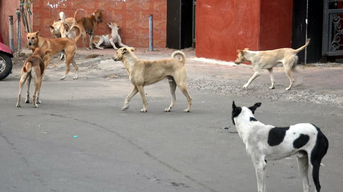 Bhopal News: Maple Tree Society Residents Stage Protest Over Dog Bite Cases | 
