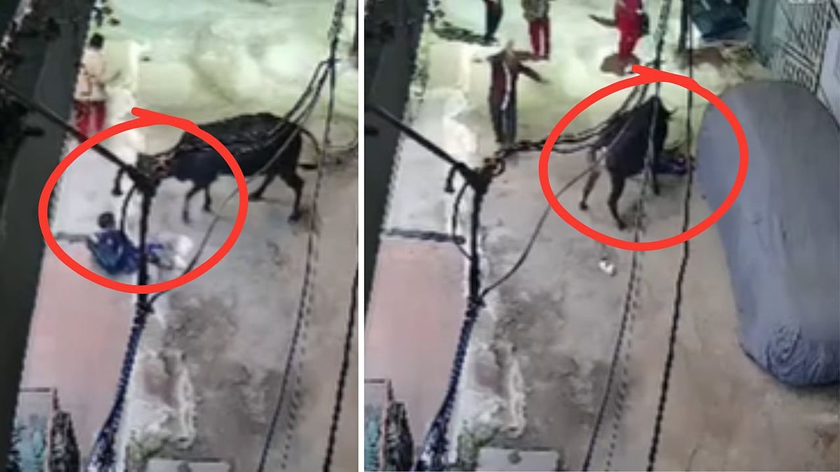 MP News: Stray Bull Attacks 6-Year-Old Child Returning From Coaching, Leaves Him Severly Injured In...