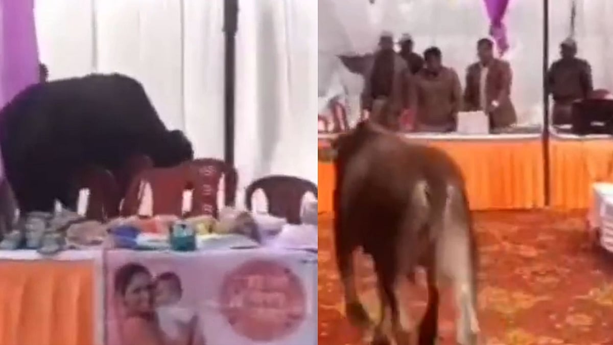 Shocking! Bulls Chase Government Employees At Public Camp In Rishikesh; Viral Video Sparks Conversation Online 