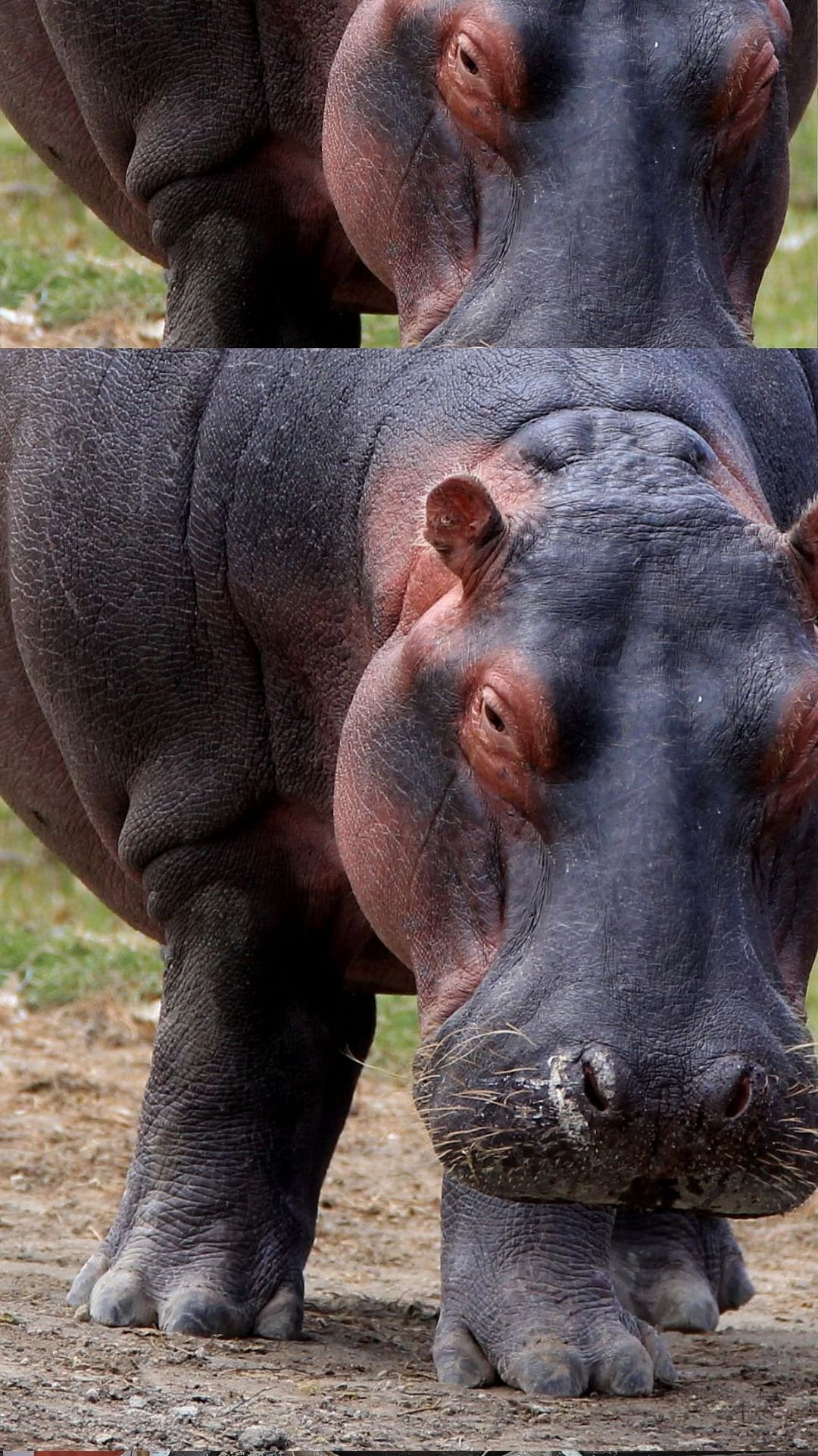 World Hippo Day: Here's To Know Some Of The Interesting Facts About One Of The Vulnerable Species On...