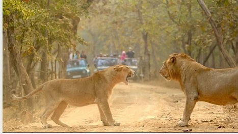 Spectacular! Lioness Challenges Male Lion In Dramatic Showdown At Gir National Park; Viral Video Stuns Wildlife Lovers 