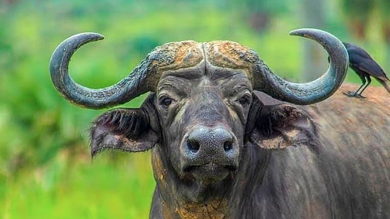 Bhopal News: MP Waiting For Central Nod To Bring Wild Buffaloes From Assam