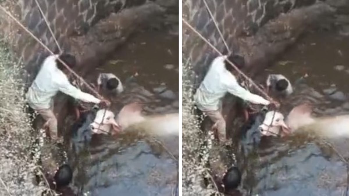 MP News: Bullock Cart Falls Into Well After Finishing 2nd In Race