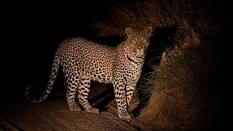 Igatpuri: Leopards Roam Freely On Wadivhare–Mukane Road; Driver Captures Viral Video As Numbers...