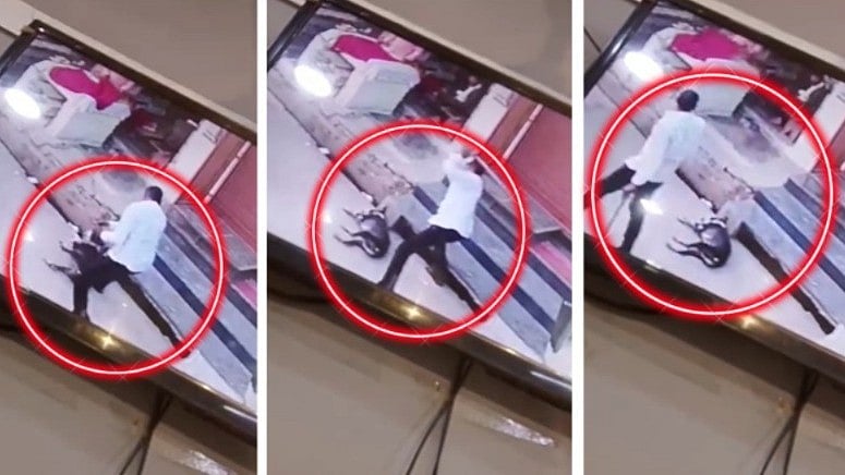 MP News: Youth Beats Stray Dog To Death With Sticks In Gwalior; Distrurbing VIDEO Surfaces