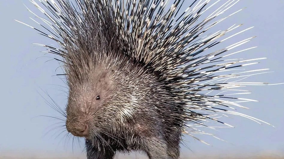 Bhopal News: Count Animals Like Porcupines In State, Says Chief Minister  Mohan Yadav