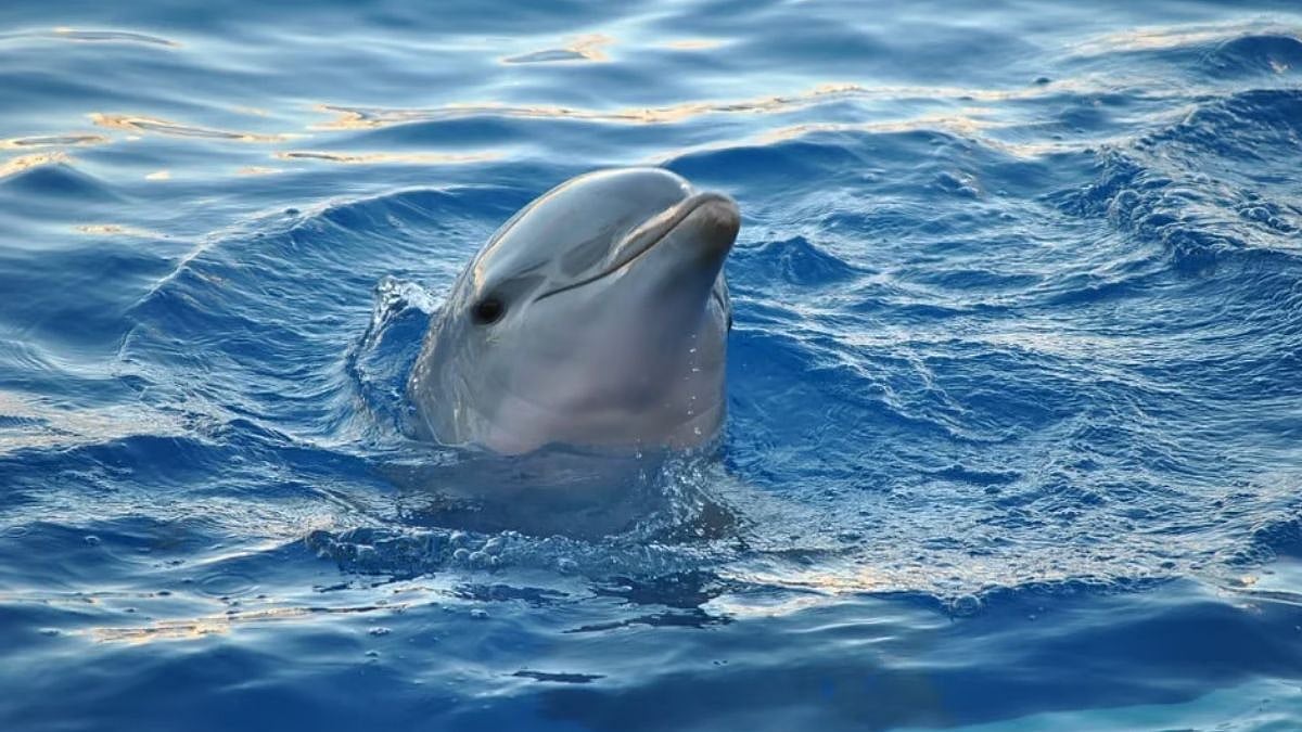 Palghar News: 4-Foot Dead Dolphin Found At Bhuigaon Beach In Vasai, Authorities Bury Carcass After...