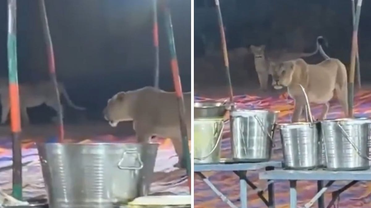 Uninvited Guests! Pride Of Lions Walk In Gujarat's Junagadh Wedding Venue | VIDEO