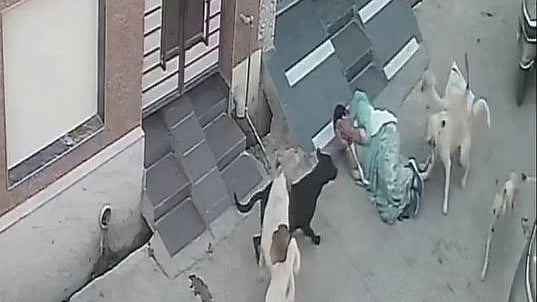 Woman Bitten By Stray Dogs At House Gate, Video Reignites ‘Stray Menace’ Debate