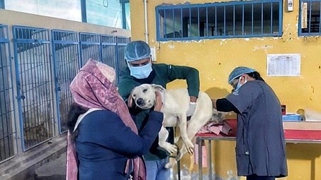 Lucknow Completes One Lakh Dog Sterilisation Surgeries Under Animal Birth Control Programme