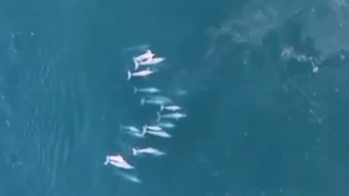 Drone Footage Captures 75 Dolphins Swimming In Unison Off Malvan Coast In Maharashtra’s Sindhudurg; VIDEO 