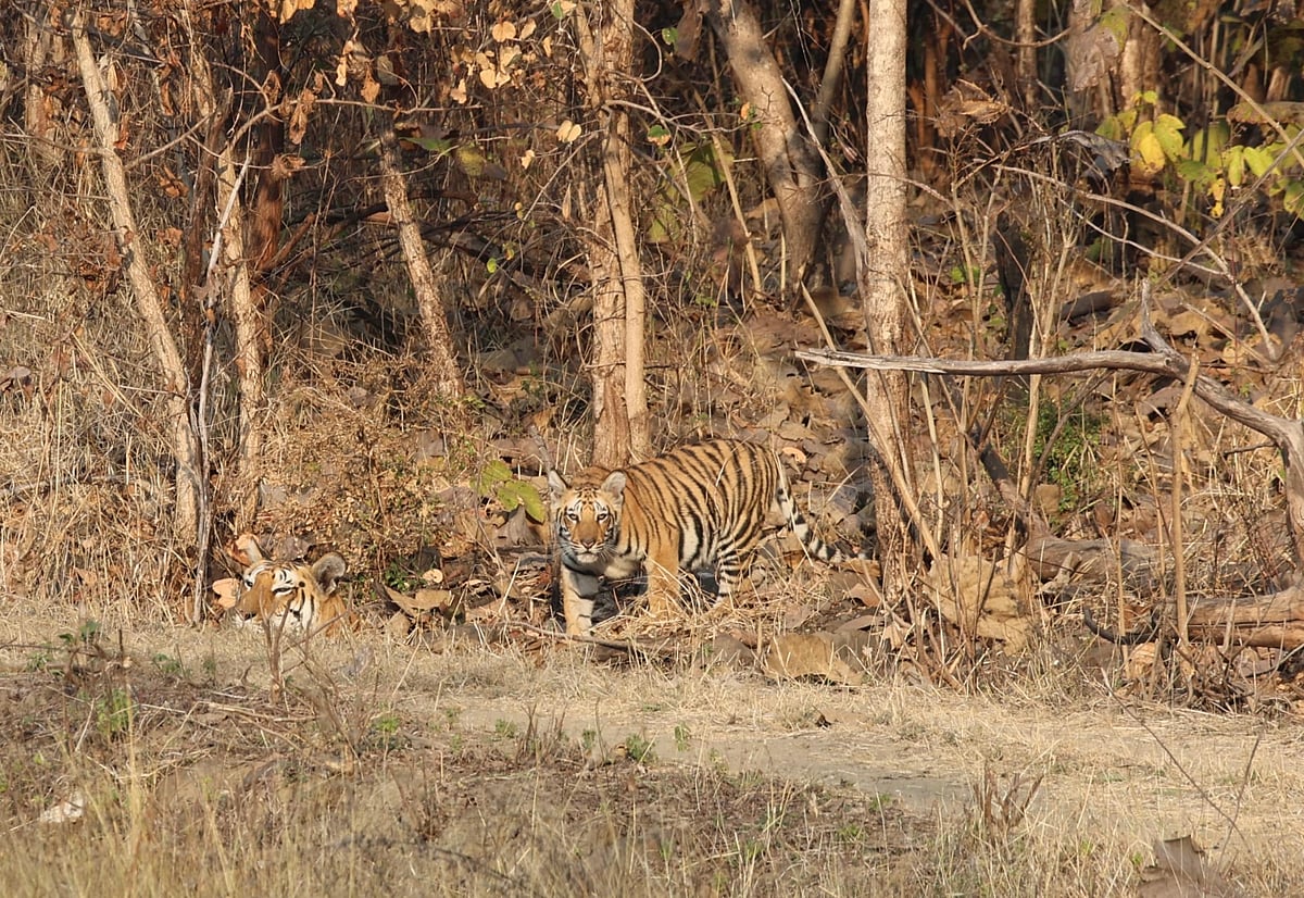 MP News: 3 Cubs Of Tigress Meera Spotted In Kheoni Wildlife Sanctuary; Patrol On To Prevent Human...