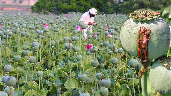 MP Mews: Farmers Begin Opium Pod Harvesting Season