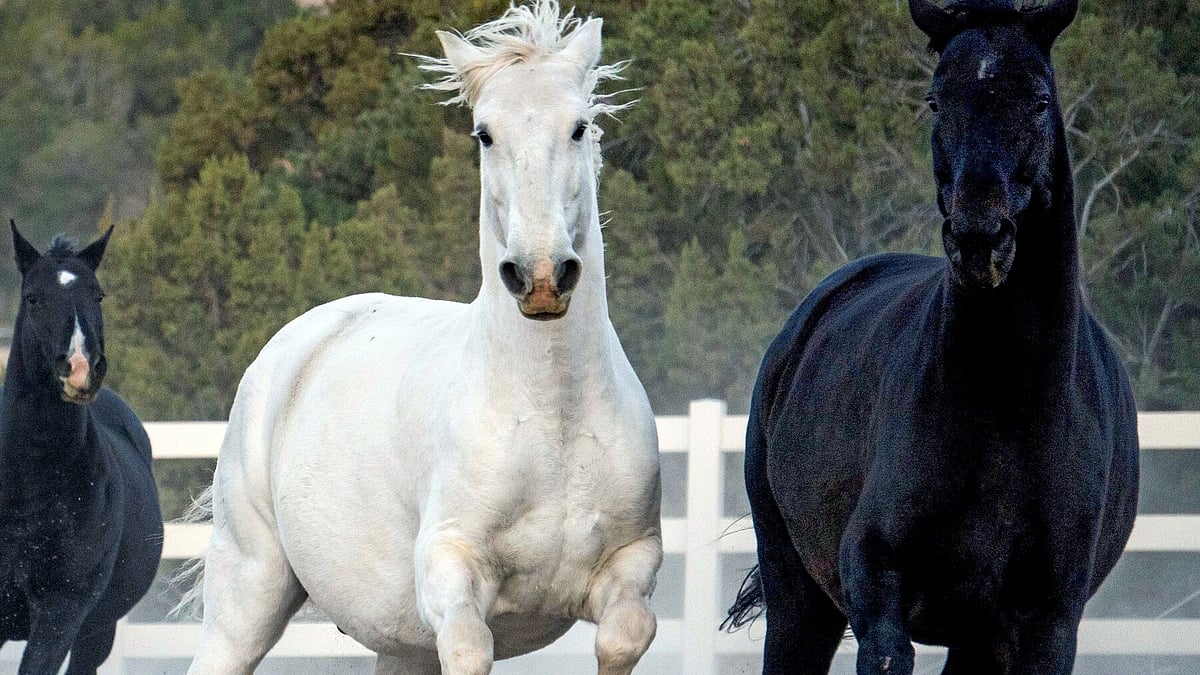 Bhopal News: ₹25 Crore Approved For All-Weather Arena At Equestrian Academy