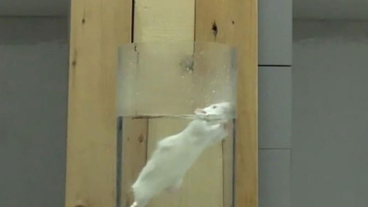 FPJ Exclusive: Cruel Near-Drowning Experiment On Animals Banned At Chitkara University