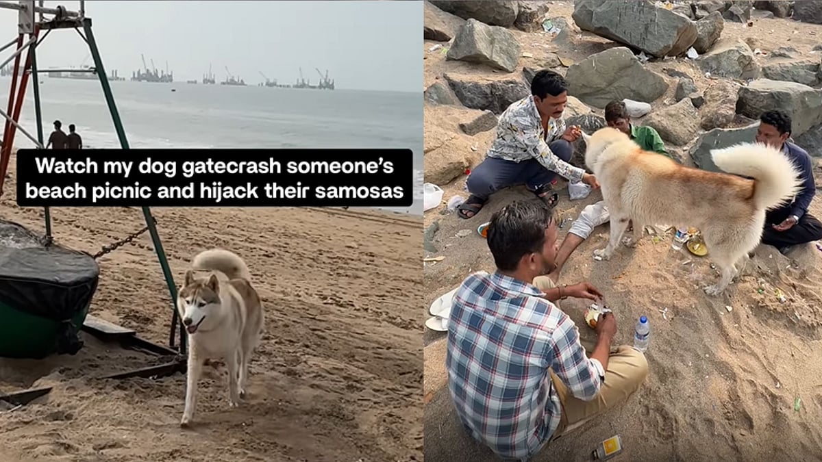 So Wholesome! Pet Husky Joins Strangers Enjoying Samosa On Mumbai Beach; Viral Video Melts Internet 