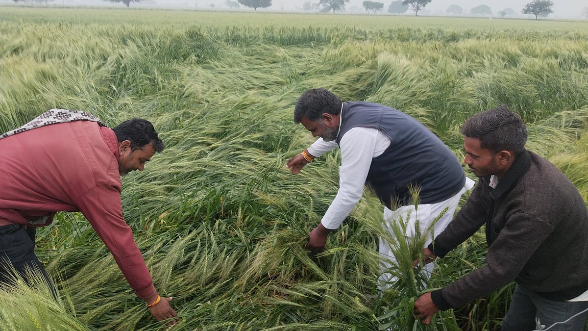 MP News: Unseasonal Rains Ravage Ready Rabi Crops In Namli; Farmers Seek Survey, Compensation | 