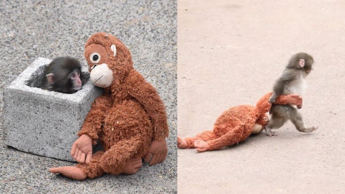 Lonely Baby Monkey Punch Accepts Stuffed Toy As Mother After Birth Mom Abandons Him; Viral Clips Melt Internet 