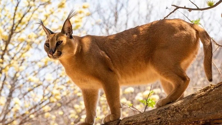 Bhopal News: Global Tiger Forum  Starts Scientific Study On Caracal
