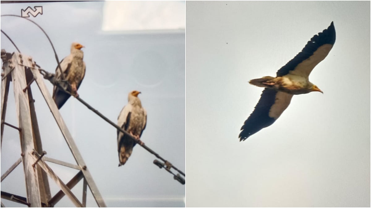 156 Vultures Counted, But Indore Skies Lose White-Rumped, Red-Headed And Long-Billed Species 