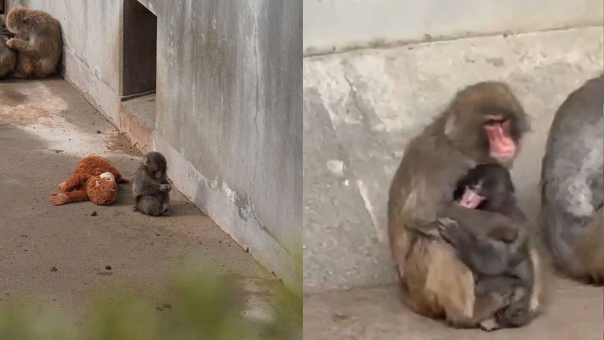 Baby Punch Finally Gets A Hug, Makes New Friends; Massive Crowd Gathers At Japan's Ichikawa City Zoo To Watch The Macaque - Video 