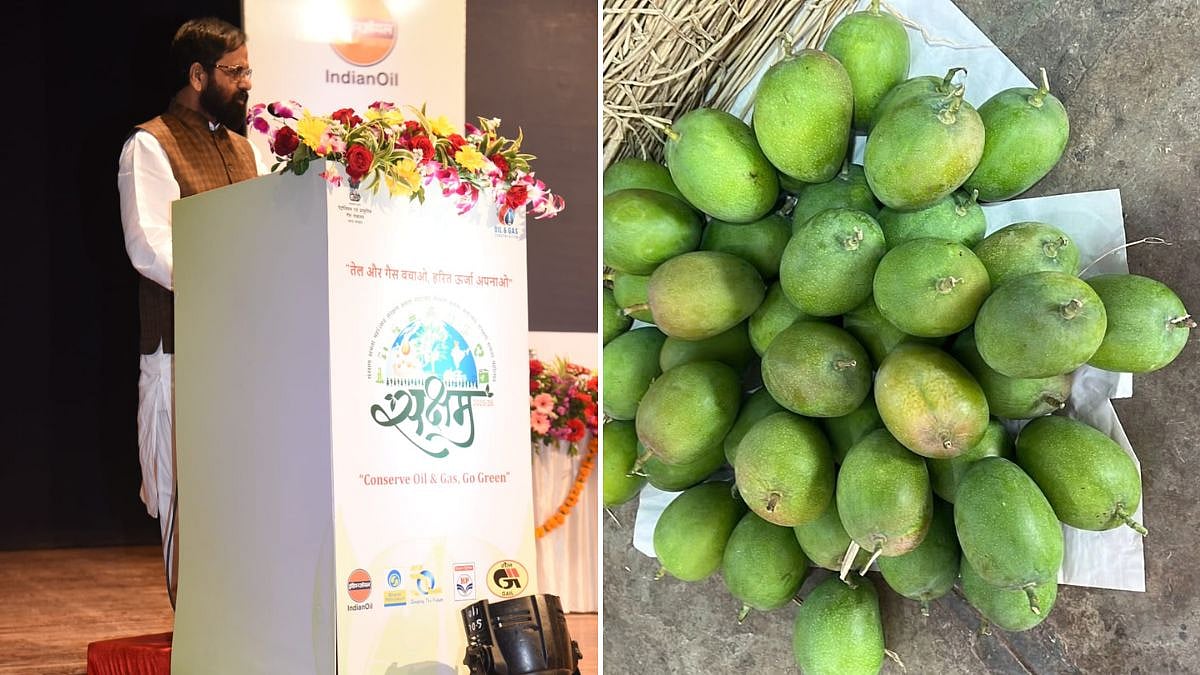 Konkan Mango Crop Hit By Weather Change, Minister Bharat Gogawale Assures Full Compensation After Survey 