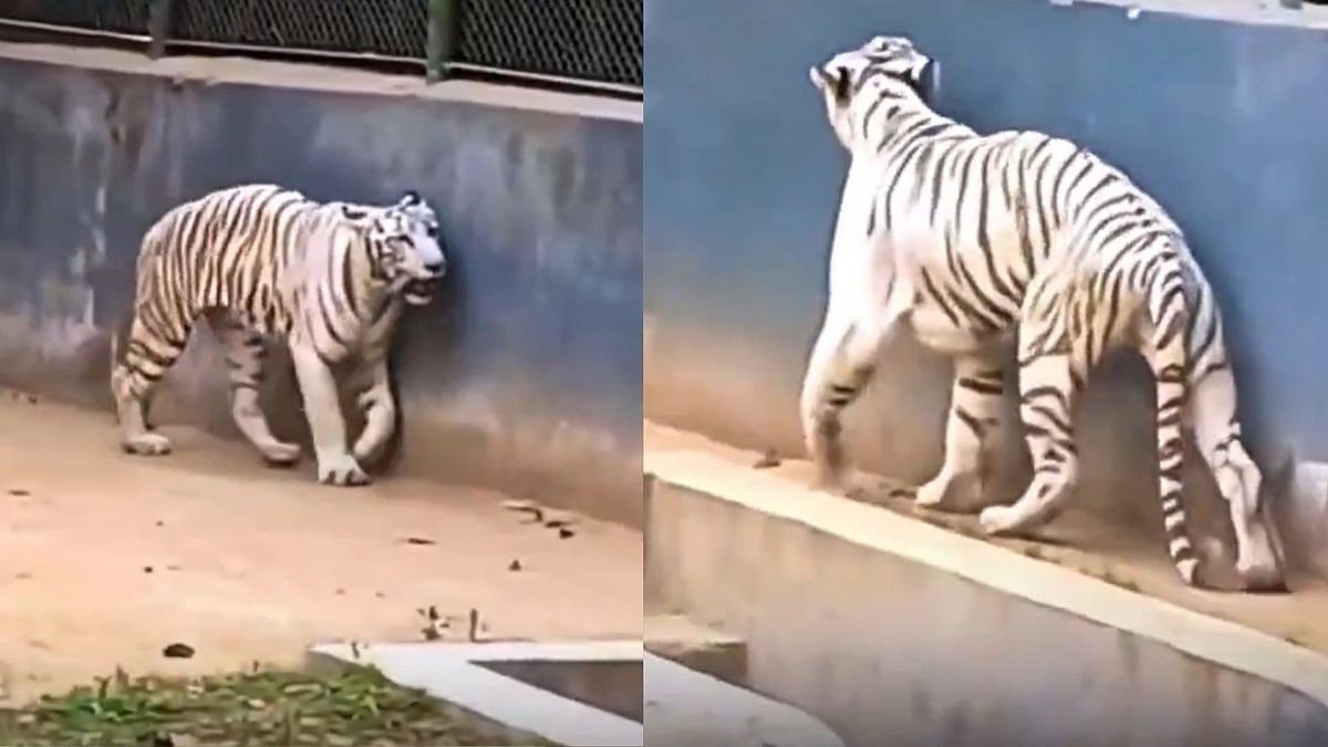 PETA India Requests Patna Zoo To Rehabilitate The Viral 'White Tiger' Who Was Appeared Weak & Distressed 