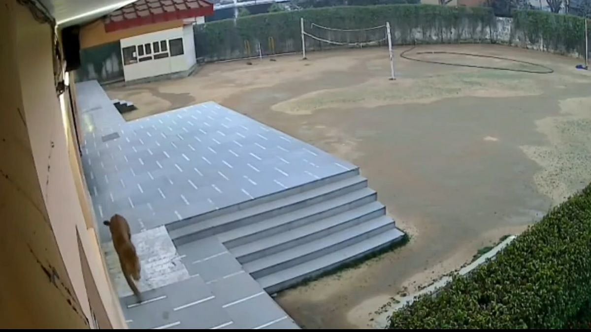 UP: Ghaziabad's Green Field School Closed After Leopard Sighting, Rescue Operation Underway 