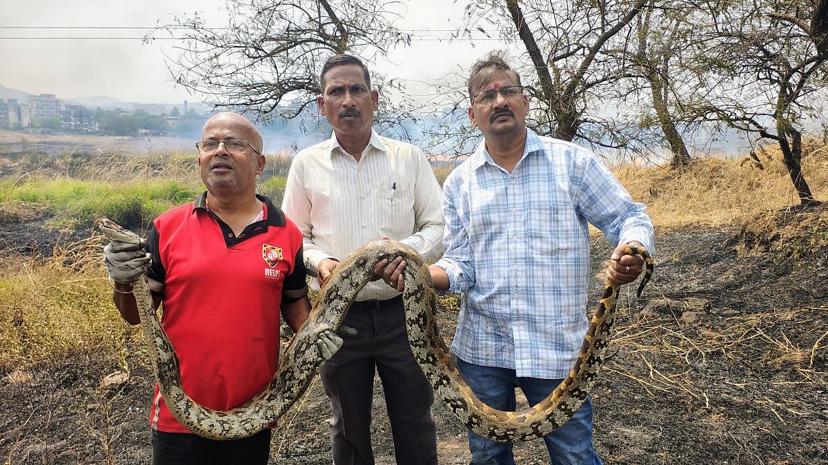 Navi Mumbai Forest Fire: 7-Foot Python Rescued From Raging Wildfire Near Khopoli Village | VIDEO 