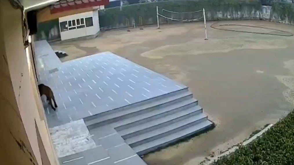 Leopard Creates Scare at Green Field School; Authorities Urge Residents to Stay Indoors 