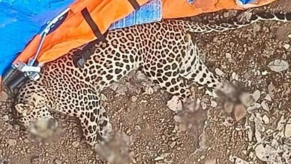 Forest officials inspect the site in Washala range after a mutilated leopard carcass was discovered in Shahapur taluka | File Photo