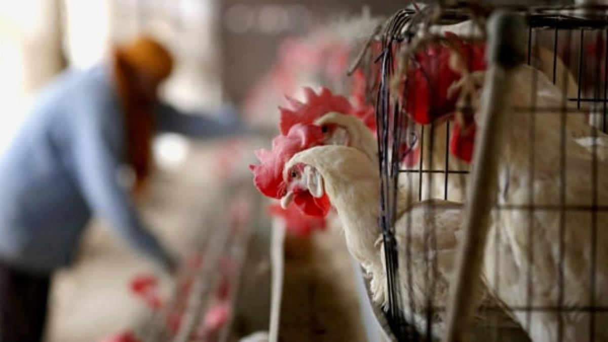 After Solar Tariffs Setback, Indian Exporters Worry About Saudi’s Poultry Ban; Stocks Trade in Red 